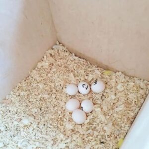 Severe Macaw Fertile Eggs For Sale