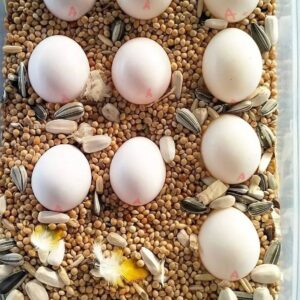 Galah Fertile Eggs For Sale