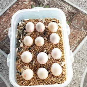 Green Wing Macaw Fertile Eggs For Sale
