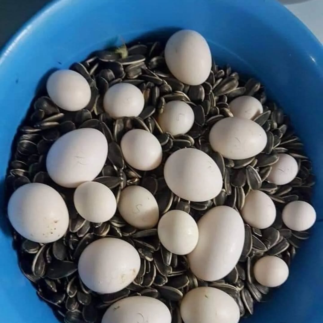 Sulphur-Crested Cockatoo Fertile Eggs For Sale
