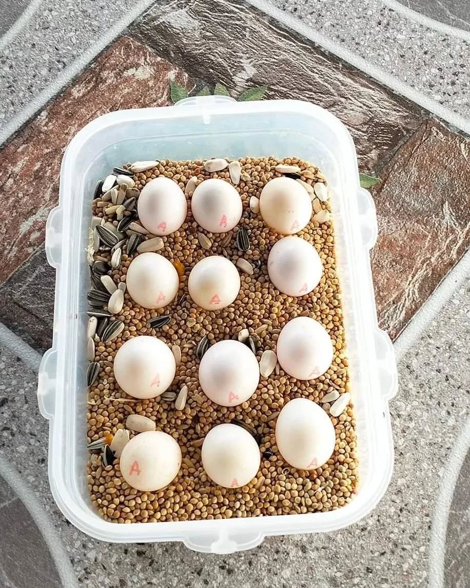 Green Wing Macaw Fertile Eggs For Sale