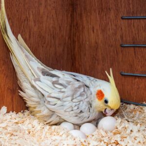 Cockatiel Fertile Eggs For Sale
