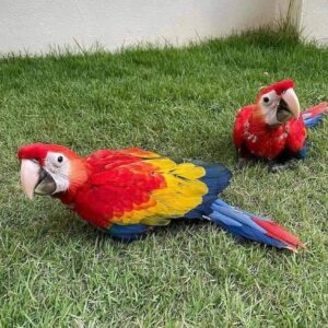 Scarlet Macaw parrot adoption