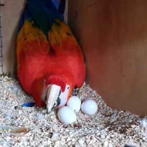 Scarlet Macaw Fertile Eggs For Sale