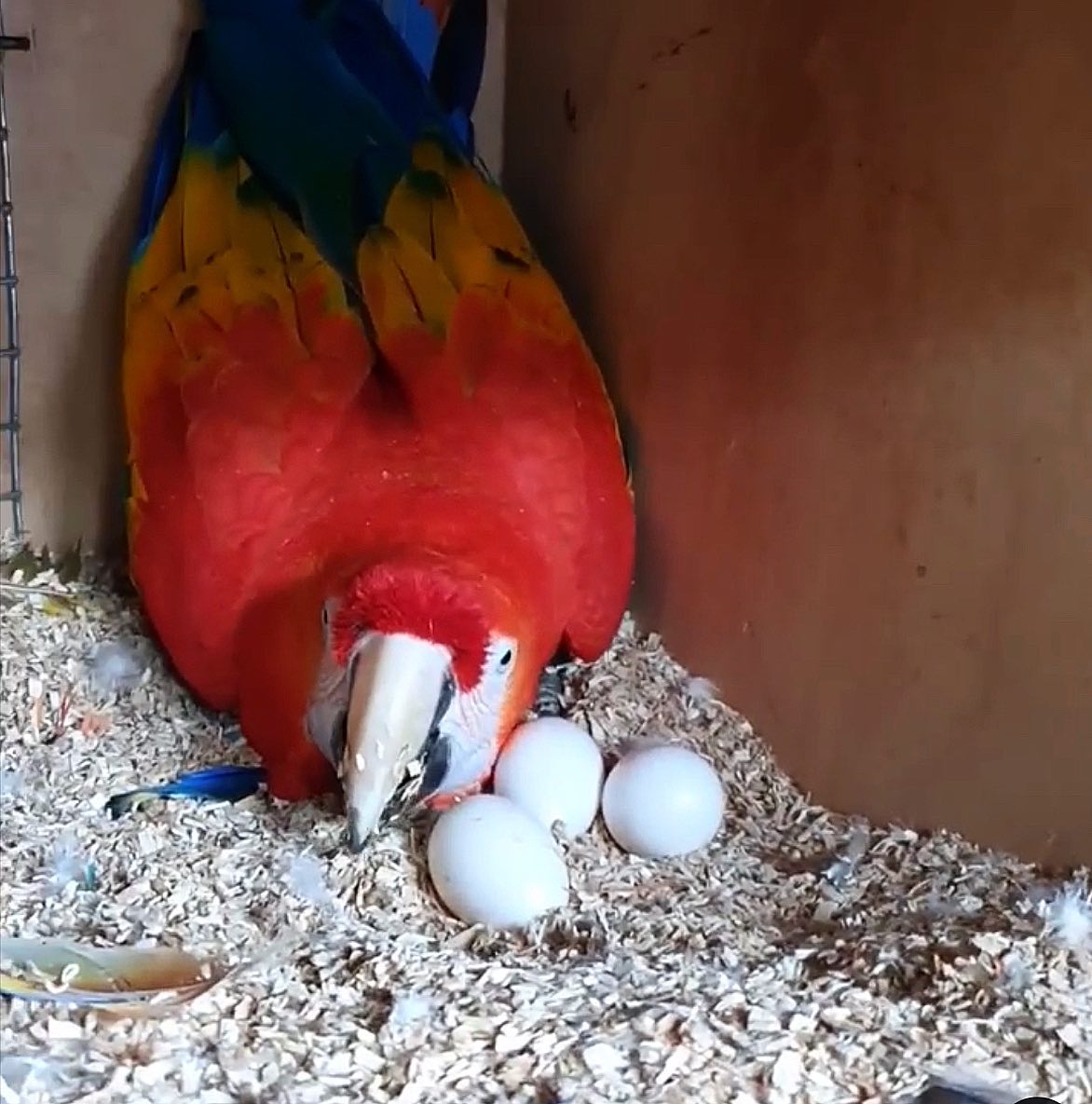 Scarlet Macaw Fertile Eggs For Sale