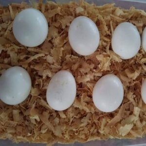 Amazon Parrot Fertile Eggs For Sale