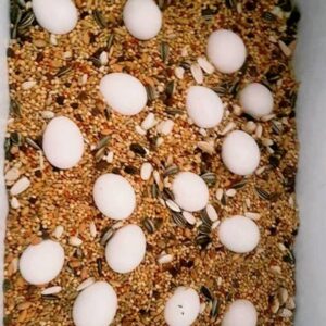 Umbrella Cockatoo Fertile Eggs For Sale