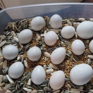Moluccan Cockatoo Fertile Eggs For Sale