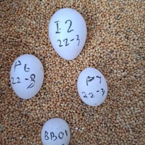 Military Macaw Fertile Eggs For Sale
