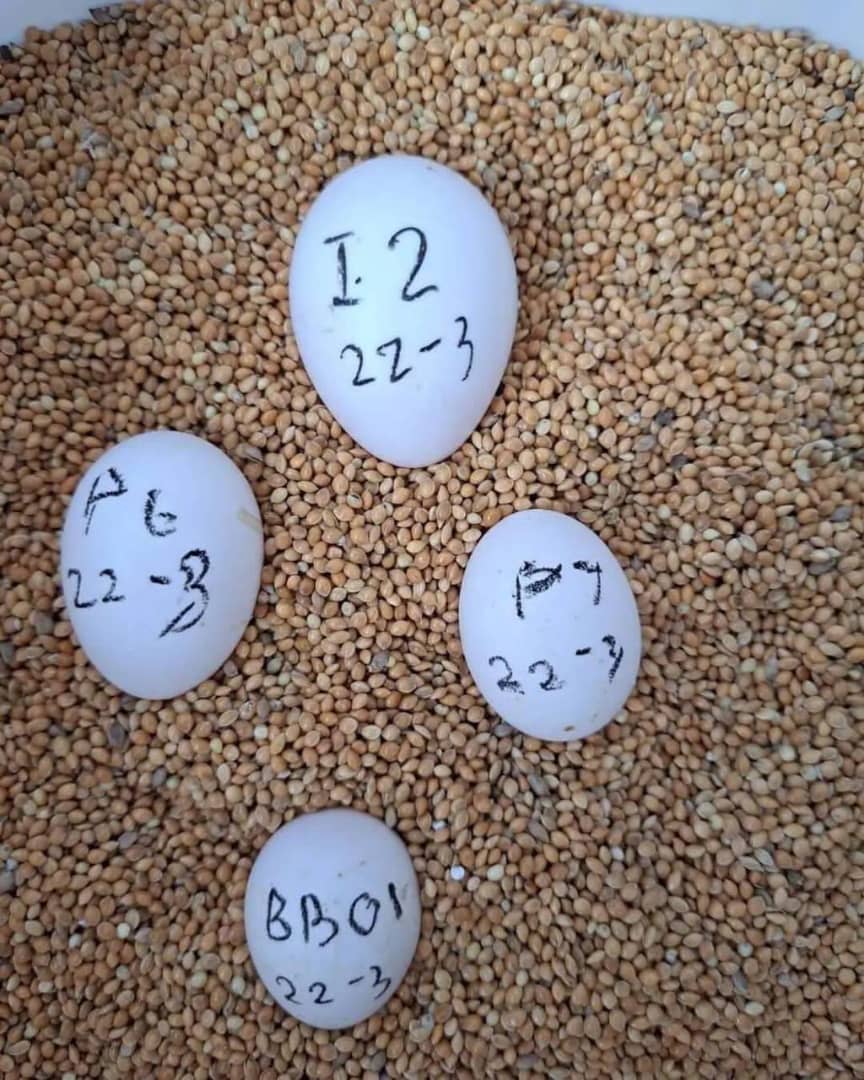 Military Macaw Fertile Eggs For Sale