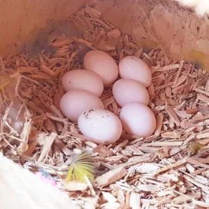 Cockatoo eggs for sale