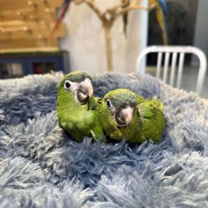 Hahn’s Macaw for Sale
