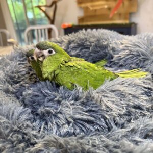 Hahn’s Macaw for Sale