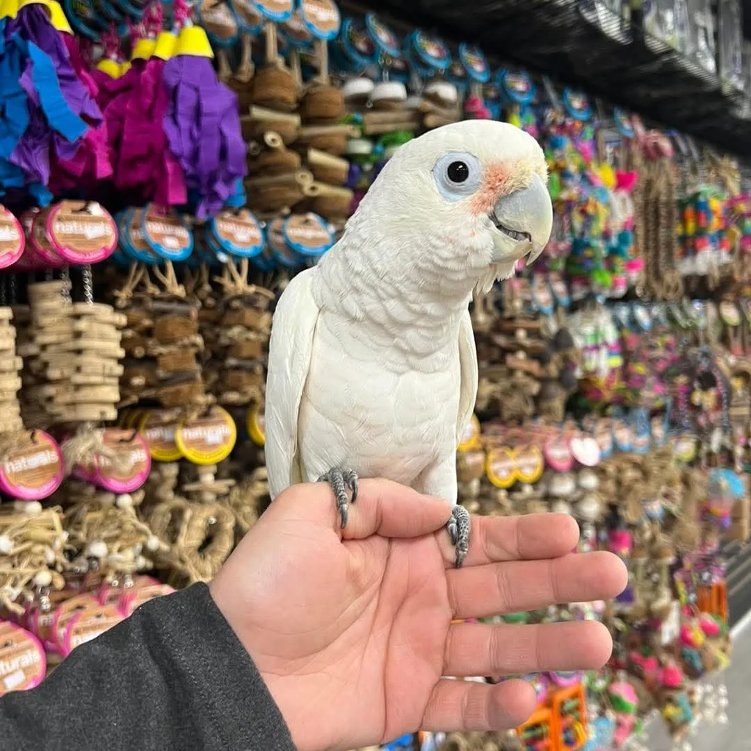 Goffin Cockatoo Parrot for Sale | Healthy Birds