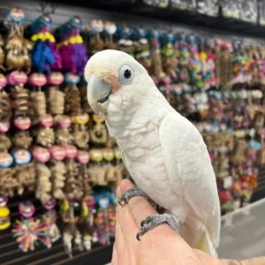 Goffin Cockatoo Parrot for Sale | Healthy Birds