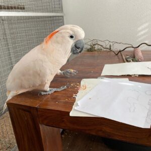 Moluccan Cockatoo Parrots for Sale | Baby Cockatoos