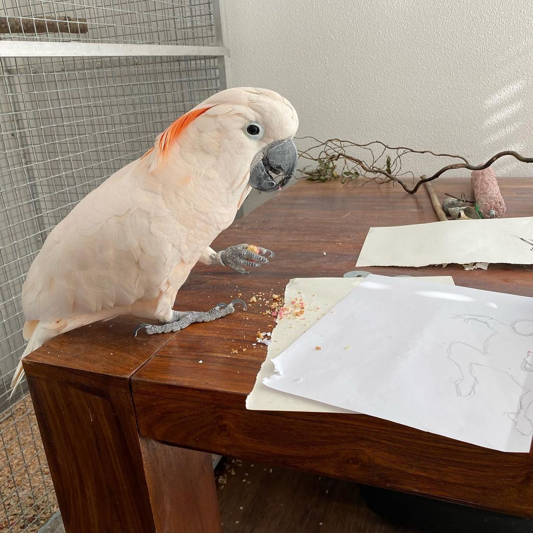 Moluccan Cockatoo Parrots