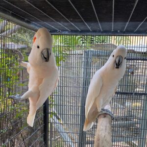 Moluccan Cockatoo Parrots for Sale | Hand-Raised Cockatoos