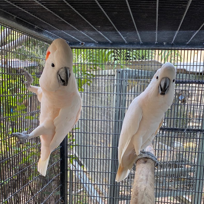 Moluccan Cockatoo