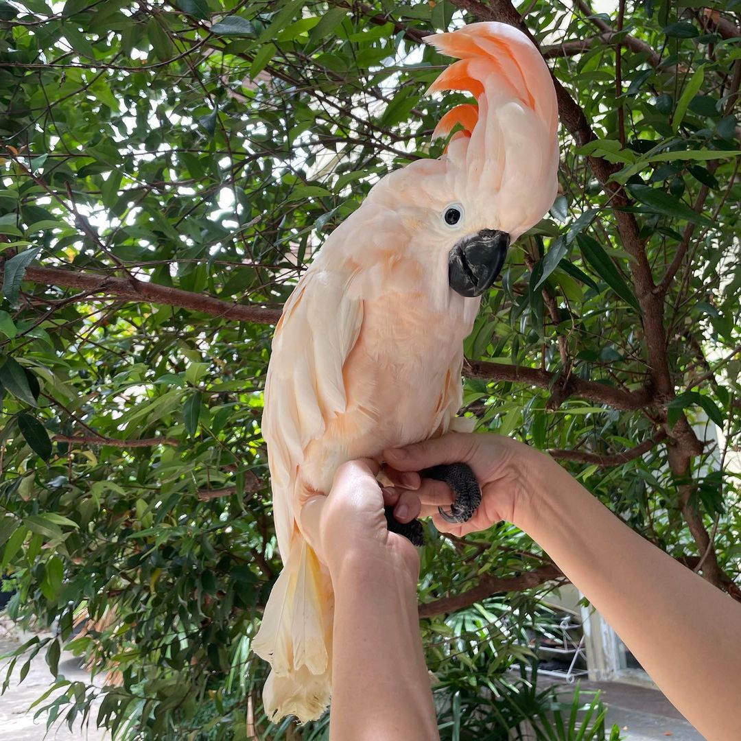 Moluccan Cockatoo Parrots