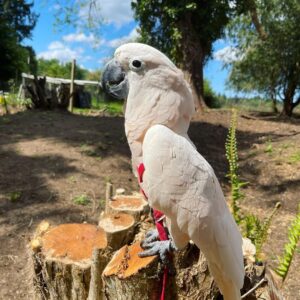 Moluccan Cockatoo Parrots for Sale | Hand-Raised Cockatoos