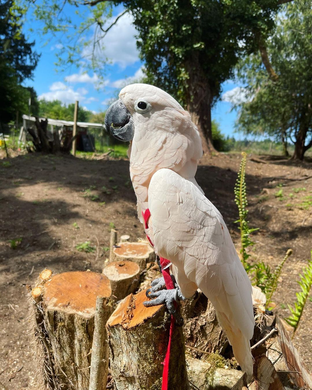 Moluccan Cockatoo