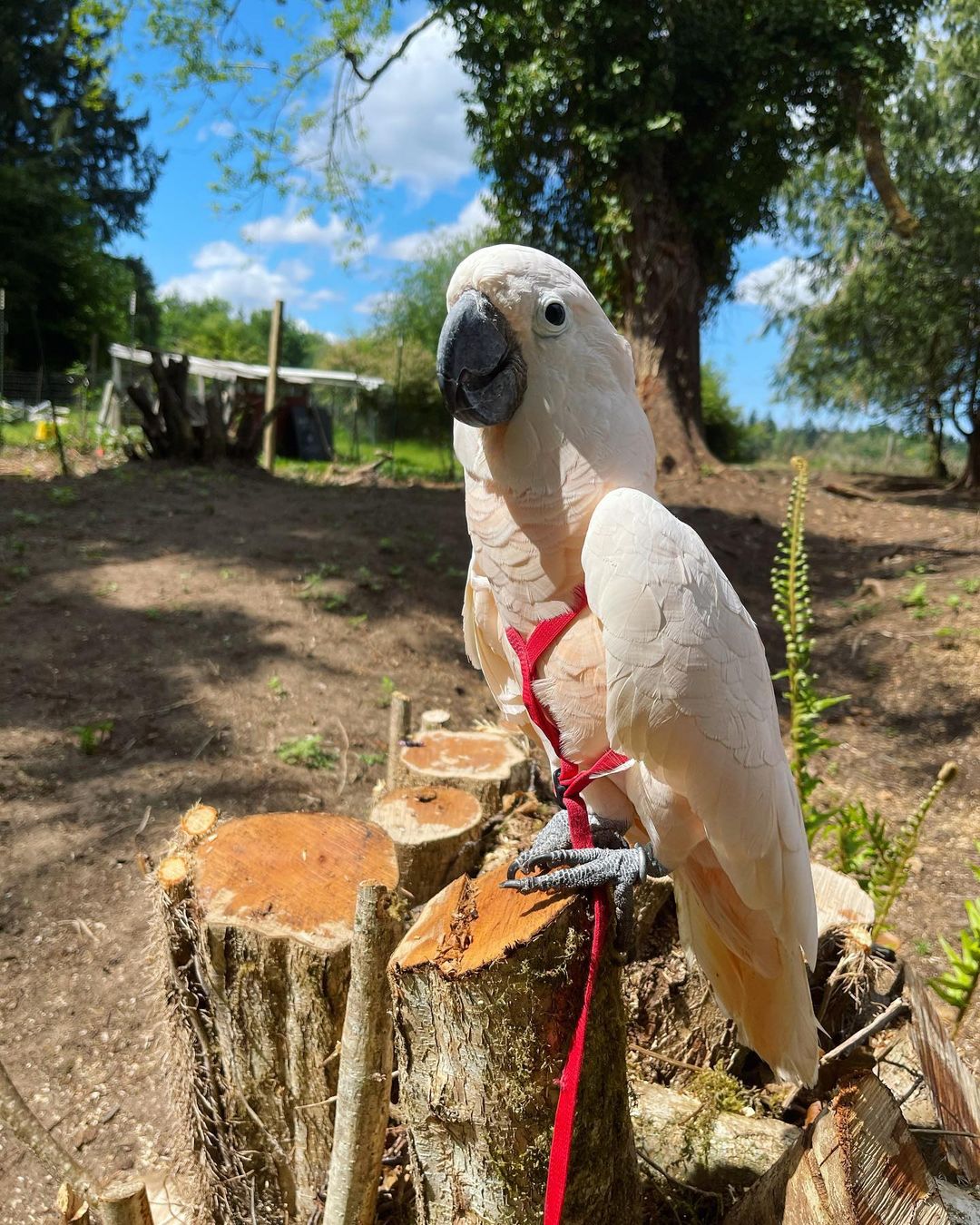 Moluccan Cockatoo