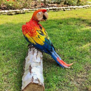Buy Scarlet Macaw Online | Scarlet Macaw Parrots for Sale UK