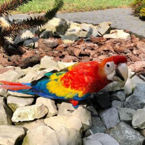 Buy Scarlet Macaw Online | Scarlet Macaw Parrots for Sale UK