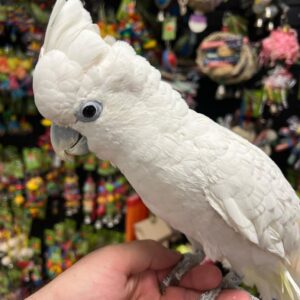 Cockatoo Parrots for Sale | Baby Cockatoos, Birds & Fertile Eggs UK | Daniel Maxbird