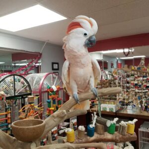 Moluccan Cockatoo Parrots for Sale | Baby Cockatoos