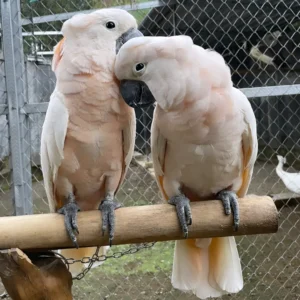 Moluccan Cockatoos Parrots for Sale | Buy Cockatoos Online