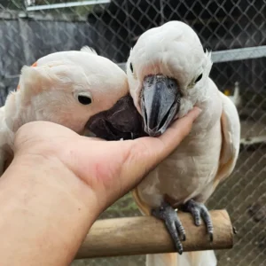 Moluccan Cockatoos Parrots for Sale | Buy Cockatoos Online