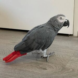 African Grey Parrots for Sale | Healthy, Hand-Raised & DNA-Sexed