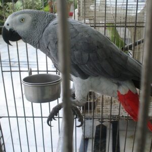 African Grey Parrots for Sale | Healthy & DNA Sexed | Daniel Max Bird