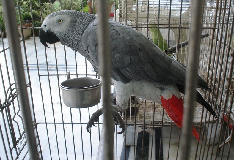 african grey parrot