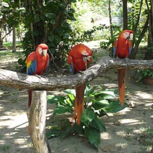 Scarlet Macaw Parrots for Sale UK | Hand Raised Talking Macaws