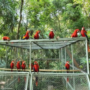 Scarlet Macaw Parrots for Sale UK | Hand Raised Talking Macaws