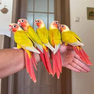 Suncheek Conure for Sale | Daniel Max Birds