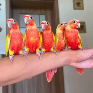 Suncheek Conure for Sale | Daniel Max Birds