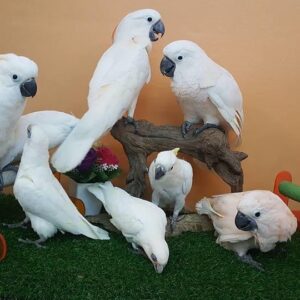 Umbrella Cockatoo for sale