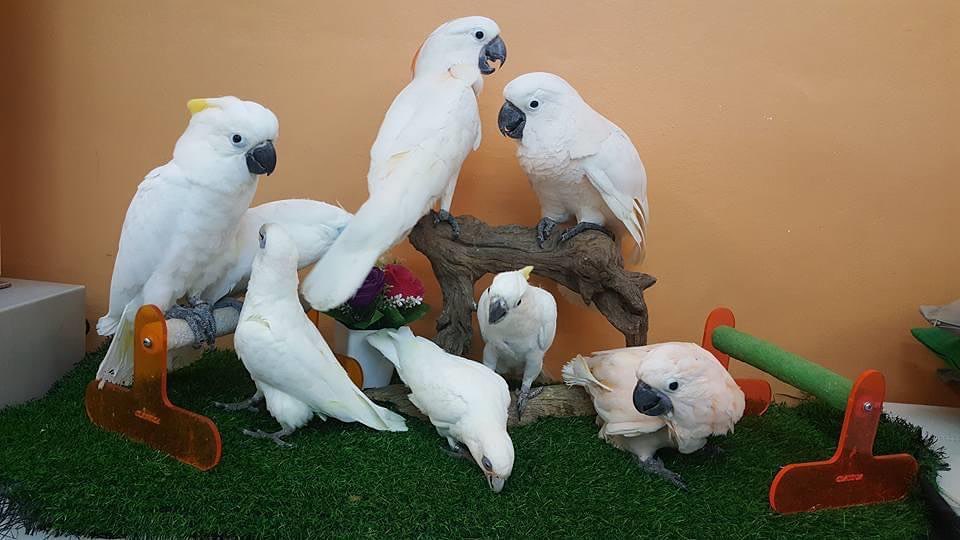 Umbrella Cockatoo for sale